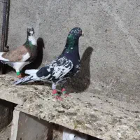 دو عدد کفتر سالم|پرنده|سبزوار, اسلام آباد|دیوار