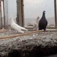 ۳کفتر بیرون شهری|پرنده|شیراز, کوی زهرا|دیوار