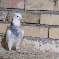 کفتر.کبوتر طوقی.دمسفید.رنگه