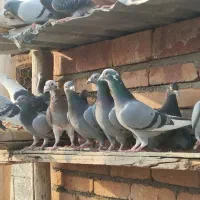 کبوتر مسافتی|پرنده|نوشین شهر, |دیوار