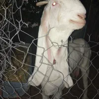 بز گلابی اصل اصل وزن بالا بلند|حیوانات مزرعه|خشت, |دیوار