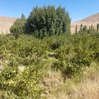 فروش سیب درختی