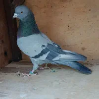 تعدادی کبوتر|پرنده|وحیدیه, |دیوار