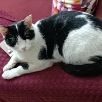 گمشده (مژدگانی 30 میلیون) محدوده پارامونت|حیوانات|شیراز, زند|دیوار