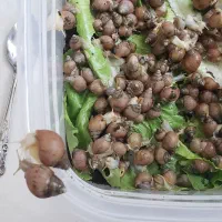 حلزون|خزنده|داراب, |دیوار
