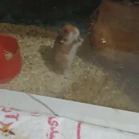 همستر با دو عدد آکواریوم|موش و خرگوش|زاهدان, |دیوار