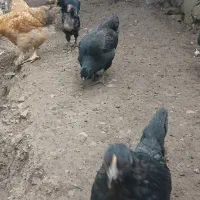 جوجه نیمچه گلین برهما مرندی لاری گلپایگانی محلی|حیوانات مزرعه|مرزن‌آباد, |دیوار