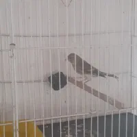 جوجه سهره قناری