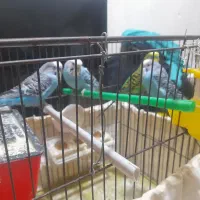 مرغ عشق سه تا نر یه ماده