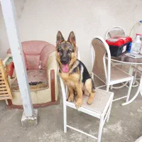 سگ ژرمن کاری|سگ|بندر انزلی, معلم|دیوار