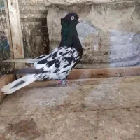 کله سیاه طوقی نر ماده تک وجفت