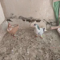 کفتر|پرنده|تربت‌حیدریه, شهید بهشتی|دیوار