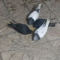 ۳عدد کفتر دو تا ماده و یه نر