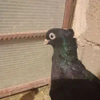 فروشی|پرنده|منج, |دیوار