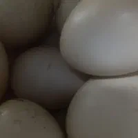 تخم اردک اسراییلی|خوردنی و آشامیدنی|خاتم, |دیوار