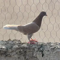 نروماده پرشی|پرنده|قم, حنیف نژاد|دیوار