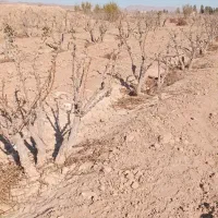 اصلاح درخت زرشک