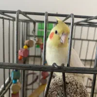 دو عدد عروس هلندی سالم