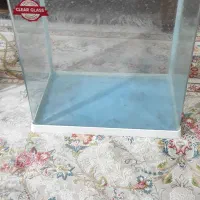 آکواریوم|ماهی|تهران, مسعودیه|دیوار