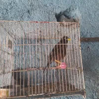 فروش دوعددمیناسخن گوتربیت شده کاملا اهلی هستن