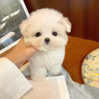 تدی|سگ|بندرعباس, |دیوار