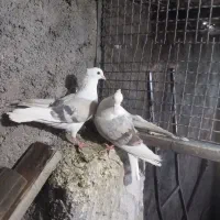 6عدد  پشتکار زینتی