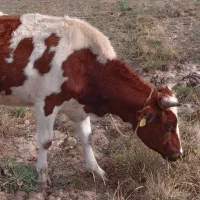 گاووگوساله|حیوانات مزرعه|نیر (اردبیل), |دیوار