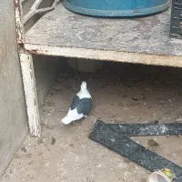 کفتربهبانی ویک میلیمنزنر سرحال|پرنده|افزر, |دیوار