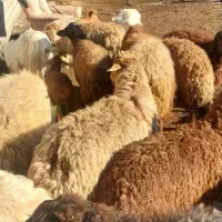 همه رقم دام زنده برای قربانی