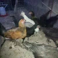 مرغ