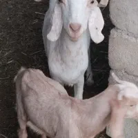 3عدد بز آبستن،2عدد بز دارای 4کهره و یک نرنده|حیوانات مزرعه|فاریاب, |دیوار