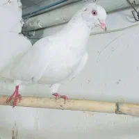 سه تا رنگی و یک سبز شاپرسفید