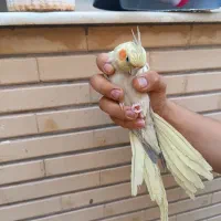 عروس هلندی|پرنده|شاهین‌شهر, حافظ جنوبی|دیوار