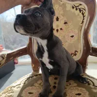 توله کن کورسو ماده|سگ|تهران, دانشگاه شریف|دیوار