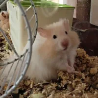 فروش همستر  خانگی