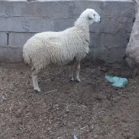 میش چاق.جوان