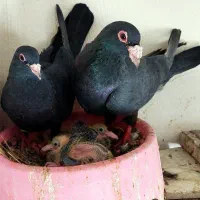 جفت کلاغ گوهک با جوجه