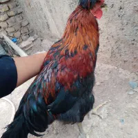 خروس سیاه