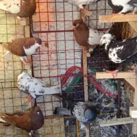 فروش کبوتر هوایی و جفتی