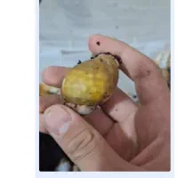 فروش حلزون آچاچینا|خزنده|قدس, شهرقدس|دیوار