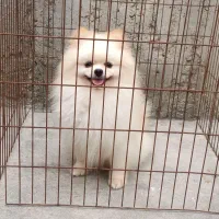 فروش پامرانین اصل ریز جثه واکسن کامل