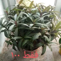 گل طبیعی|گل و گیاه طبیعی|بجنورد, |دیوار