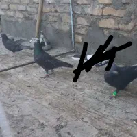 دو تا گرفتنی|پرنده|تربت‌حیدریه, ۴۵ متری|دیوار