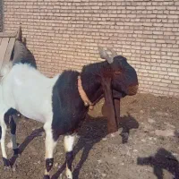 تکه پاکستانی ۴دندون پرشرشور