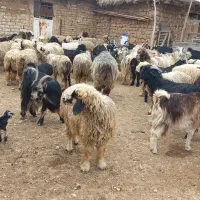 فروش تعدادی میش بختیاری و بز ترکی|حیوانات مزرعه|شیراز, گویم|دیوار