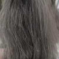 موخوره گیری