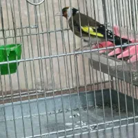 سهره دهن باغی بخون تازه تخت|پرنده|دیواندره, |دیوار