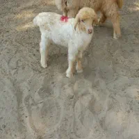 بره ماده علف خوار مناسب