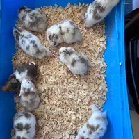 ۴۰تاهمستر سوری نژاد دار تعداد بالا زیر قیمت یکجا