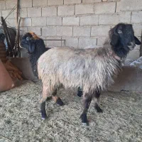 میش ،بره ،شیشک، بز،بیگ|حیوانات مزرعه|گتوند, |دیوار